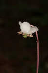 Pipsissewa <BR>Spotted wintergreen